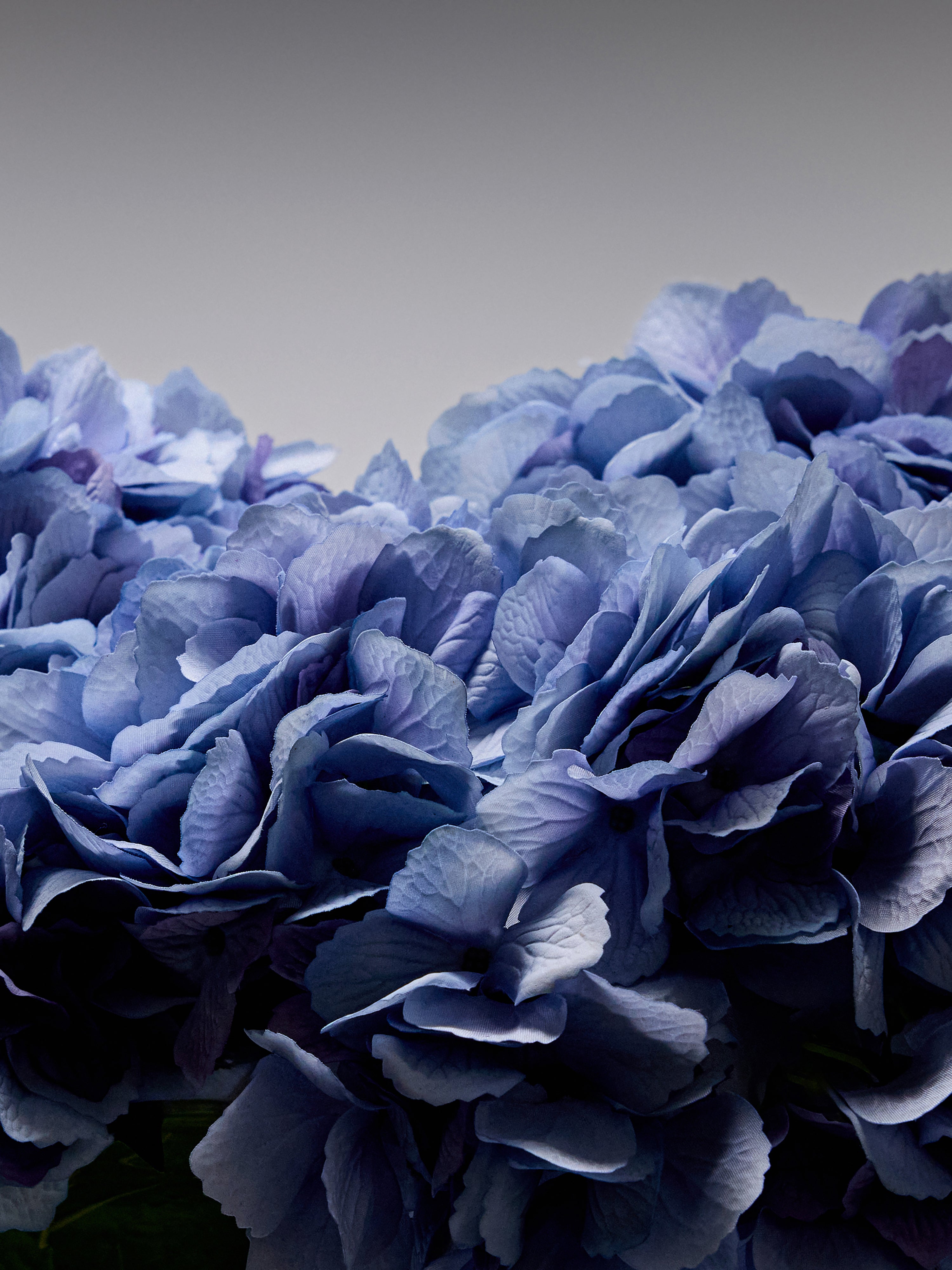 Hydrangeas - Blue