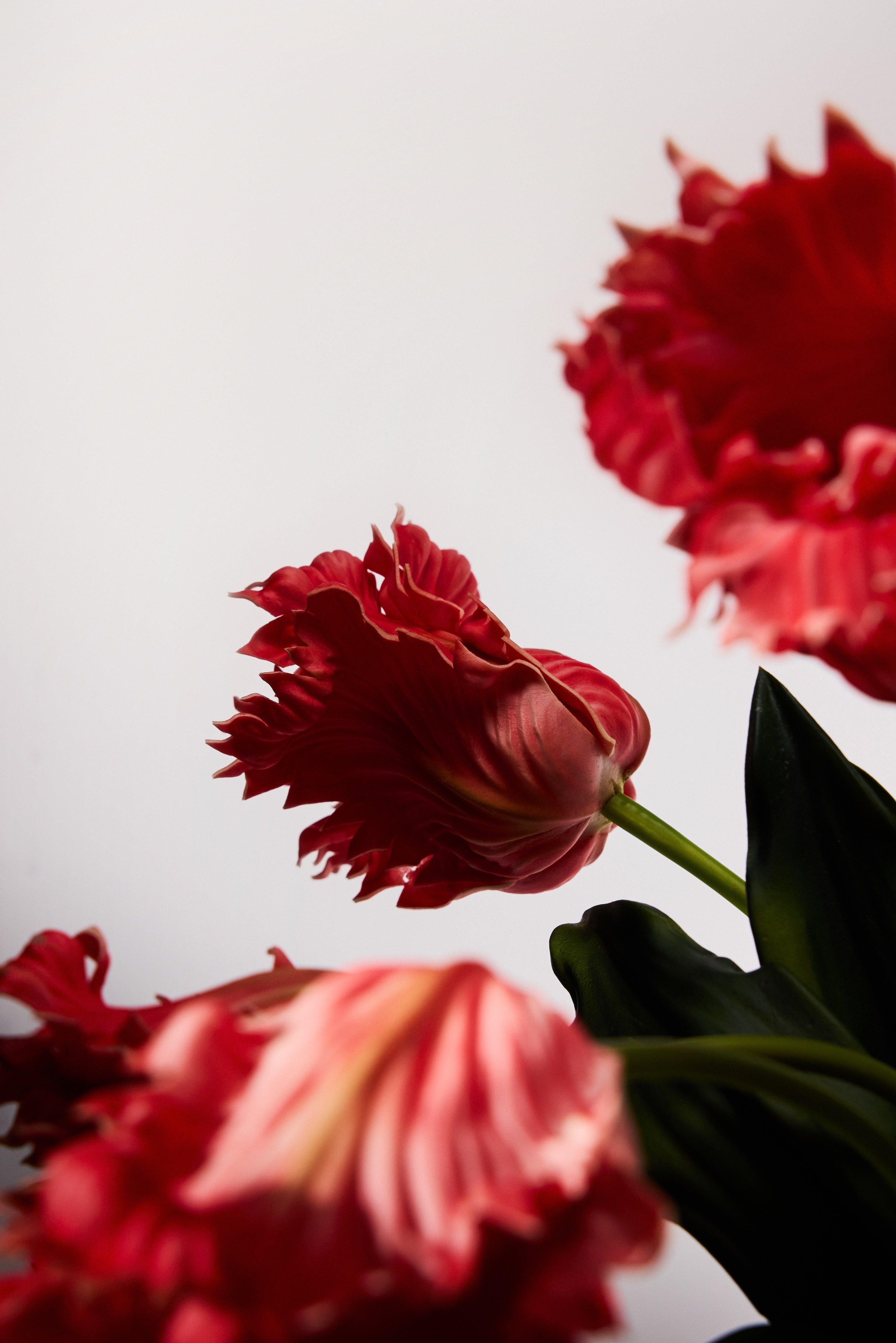 Tulips - Pink Parrot