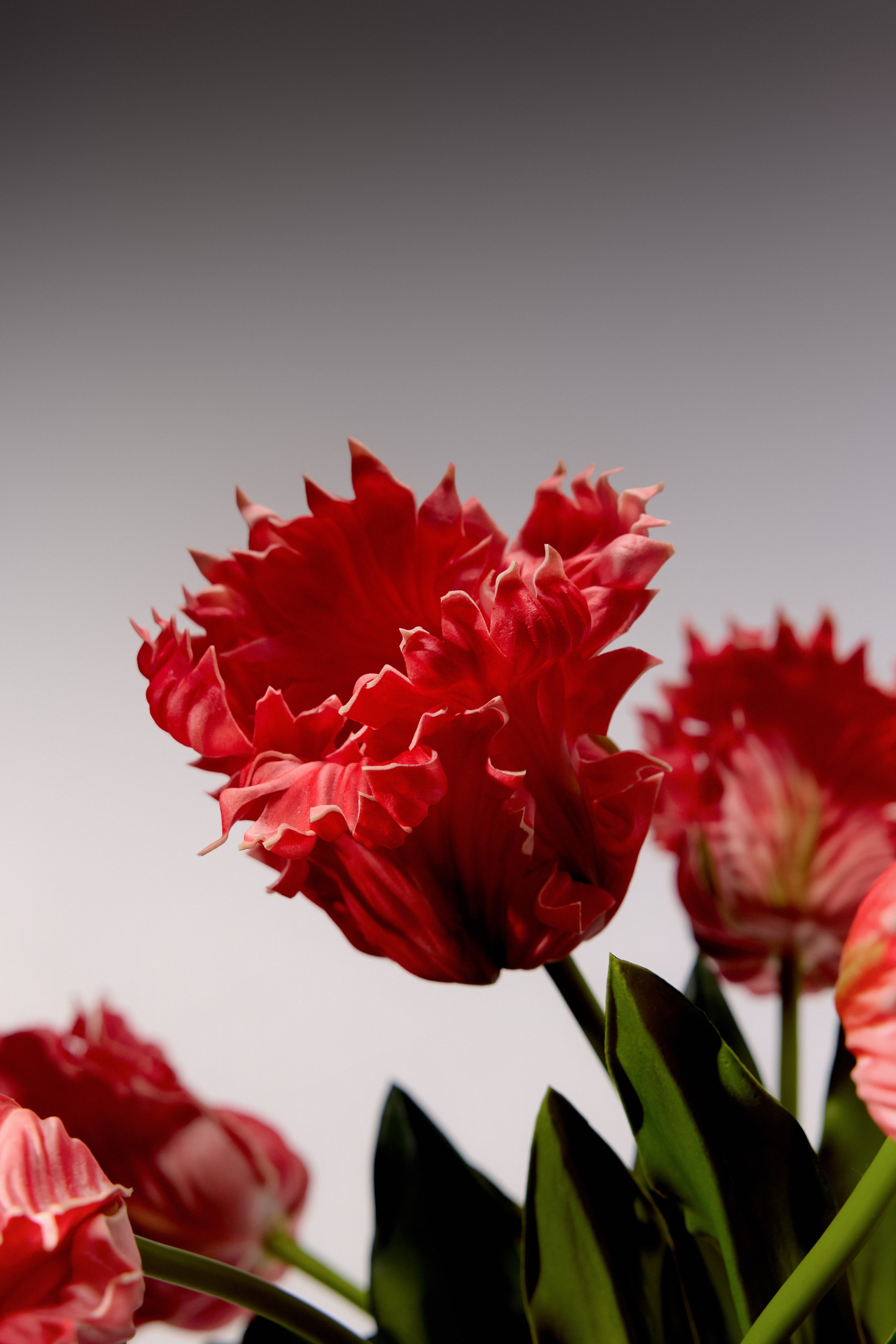 Tulips - Pink Parrot