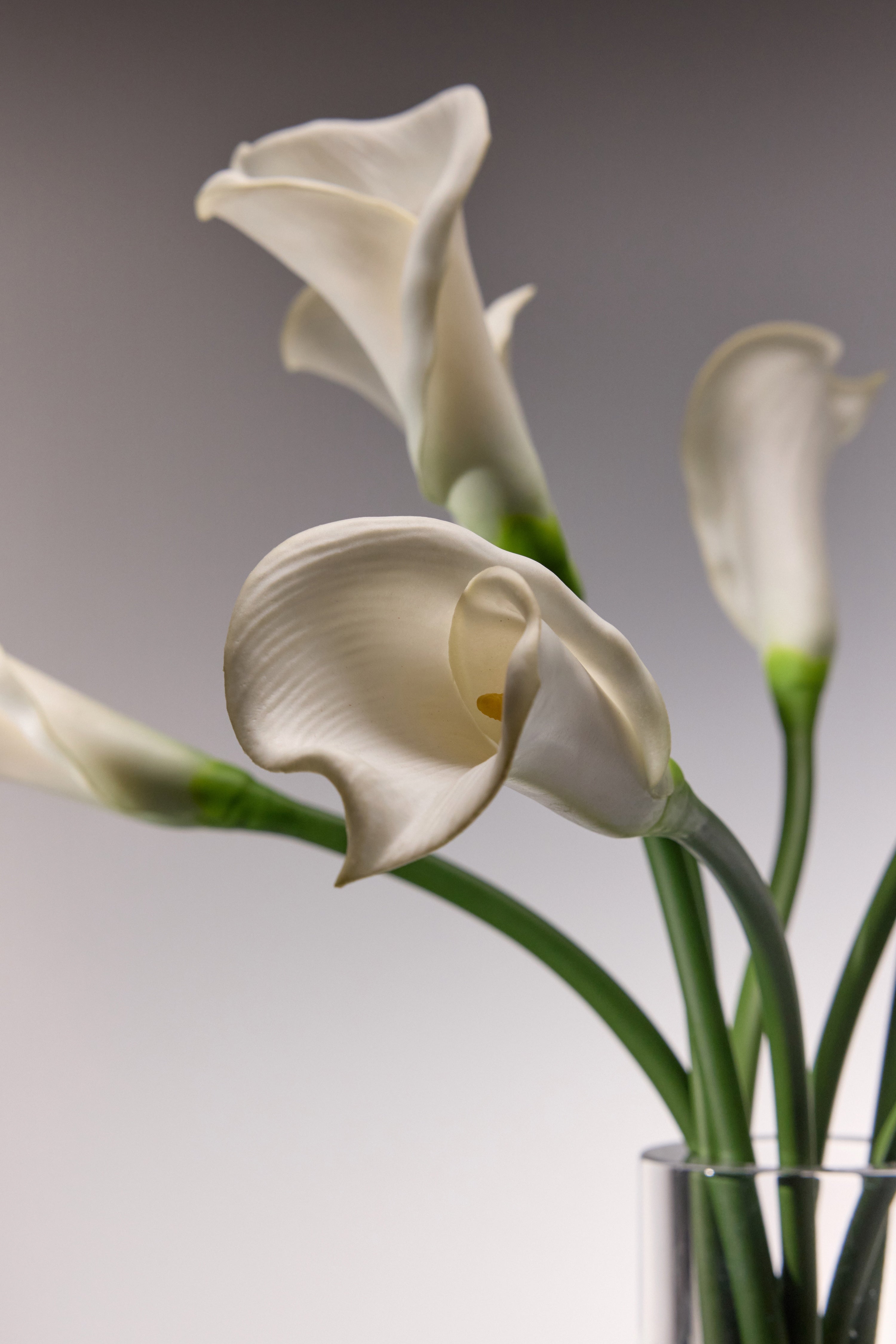 Calla Lily – Sadele