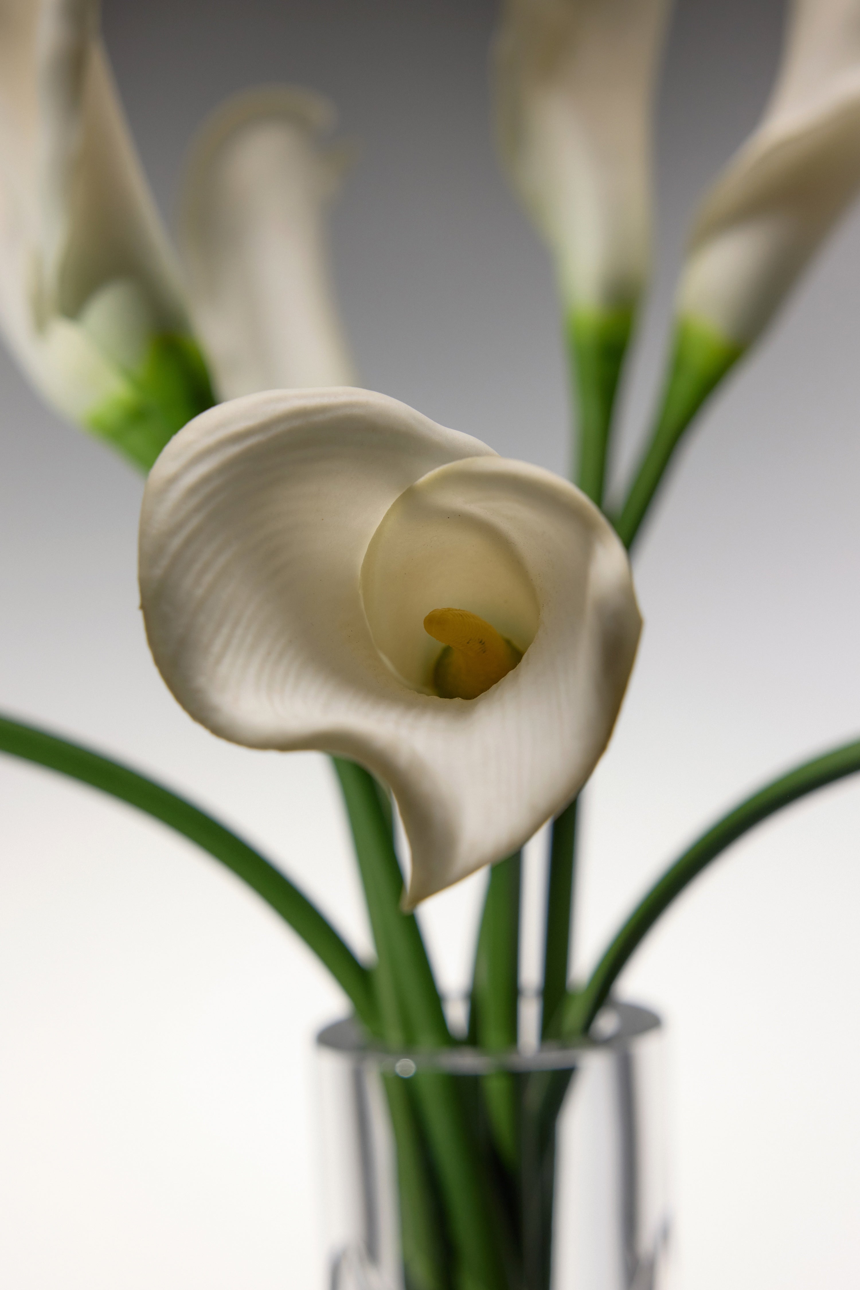 Calla Lily