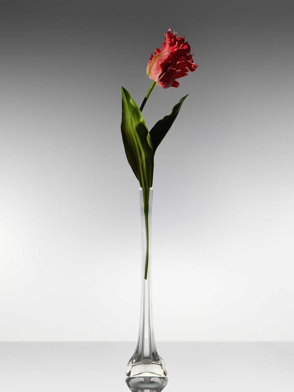 Tulips - Pink Parrot