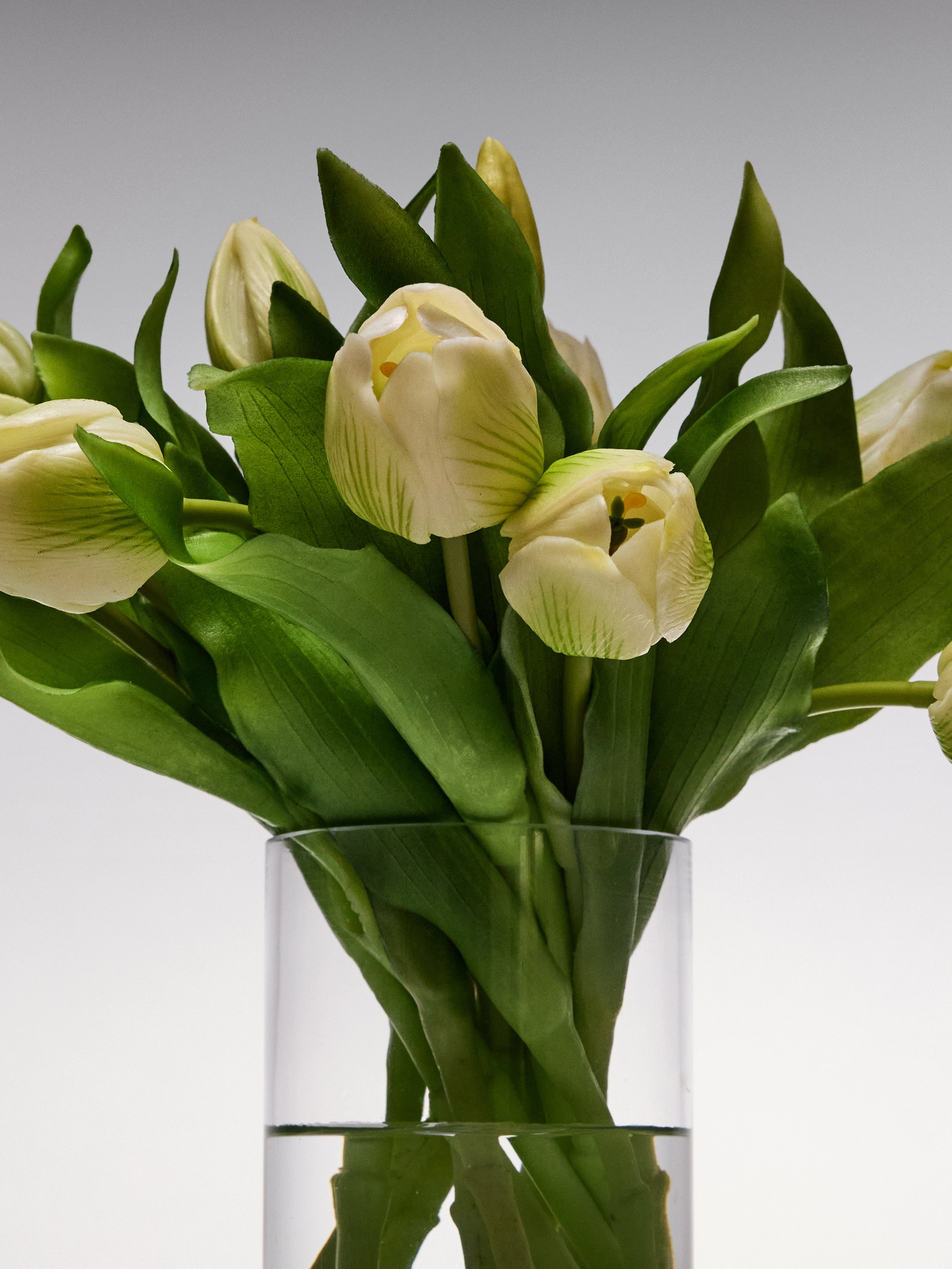 Tulips - White Short Stem