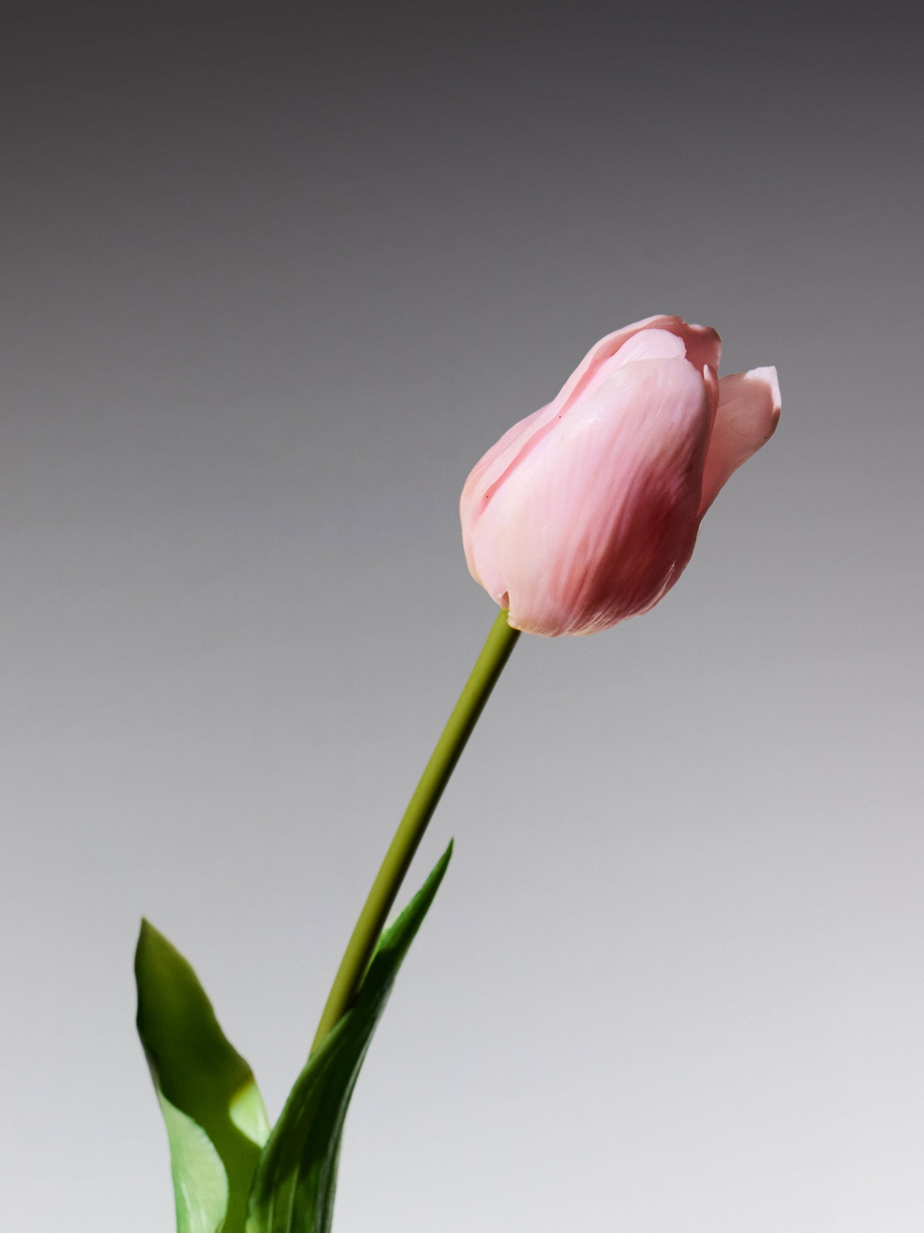 Tulips - Pale Pink Long Stem