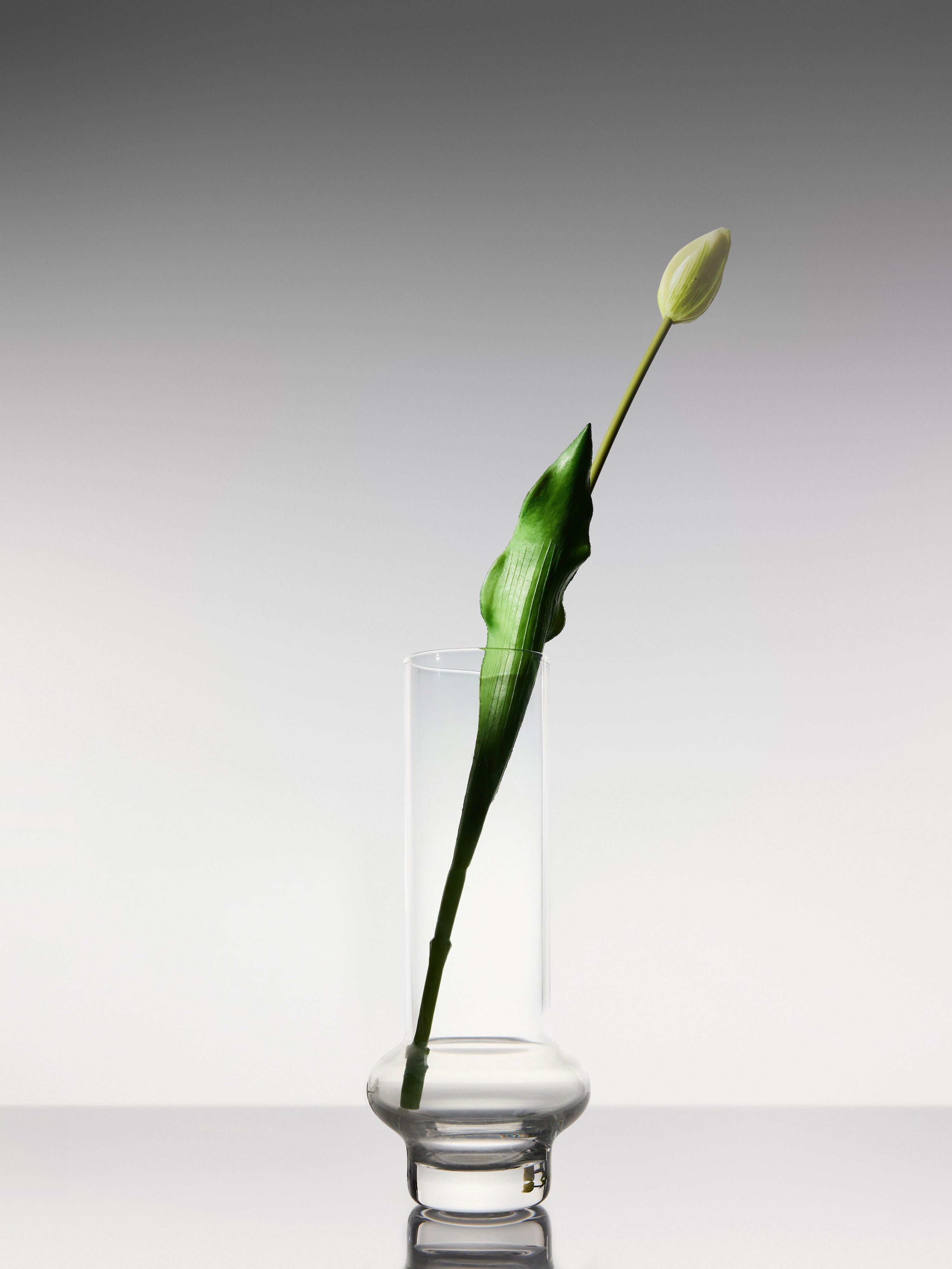 Tulips - White Long Stem