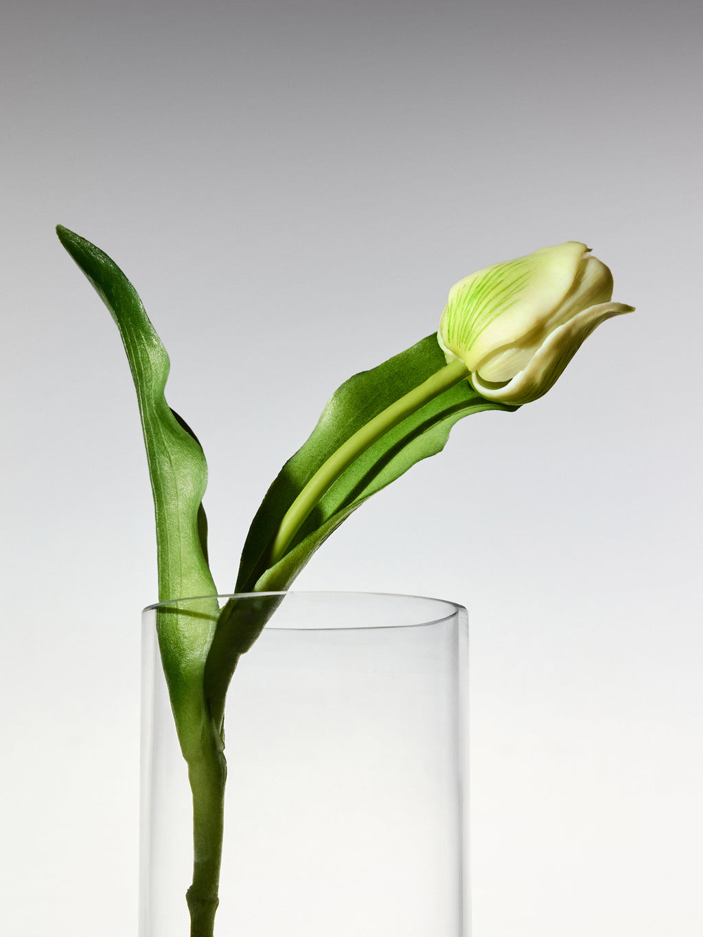 Tulips - White Short Stem