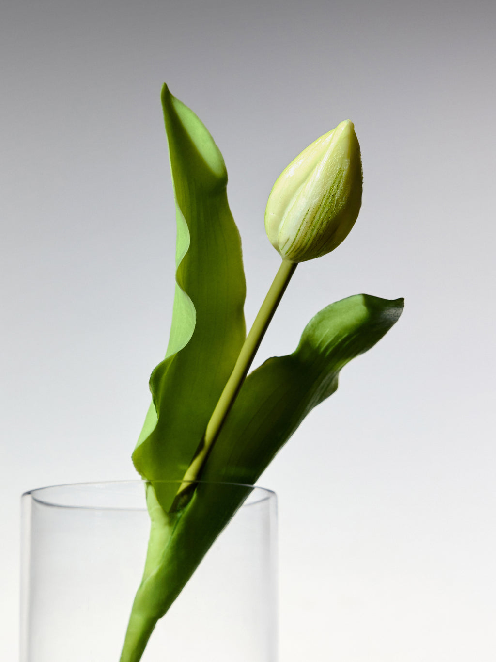 Tulips - White Short Stem
