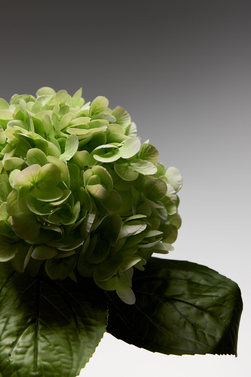 Hydrangeas - Pale Green