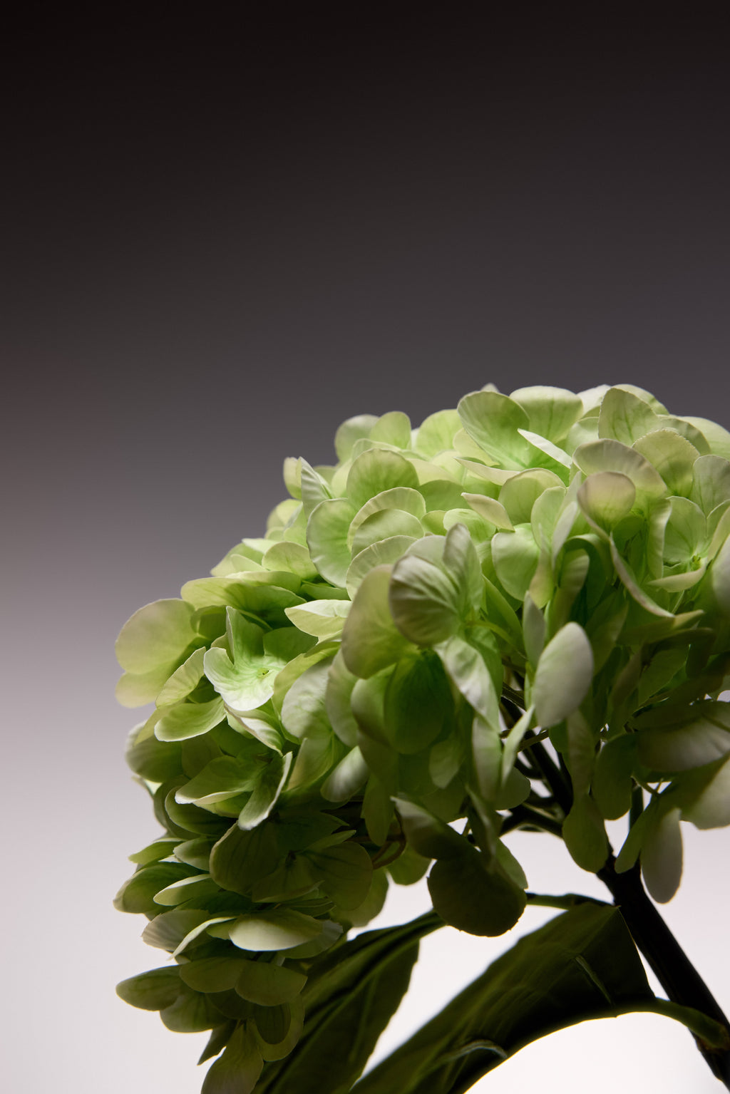 Hydrangeas - Pale Green