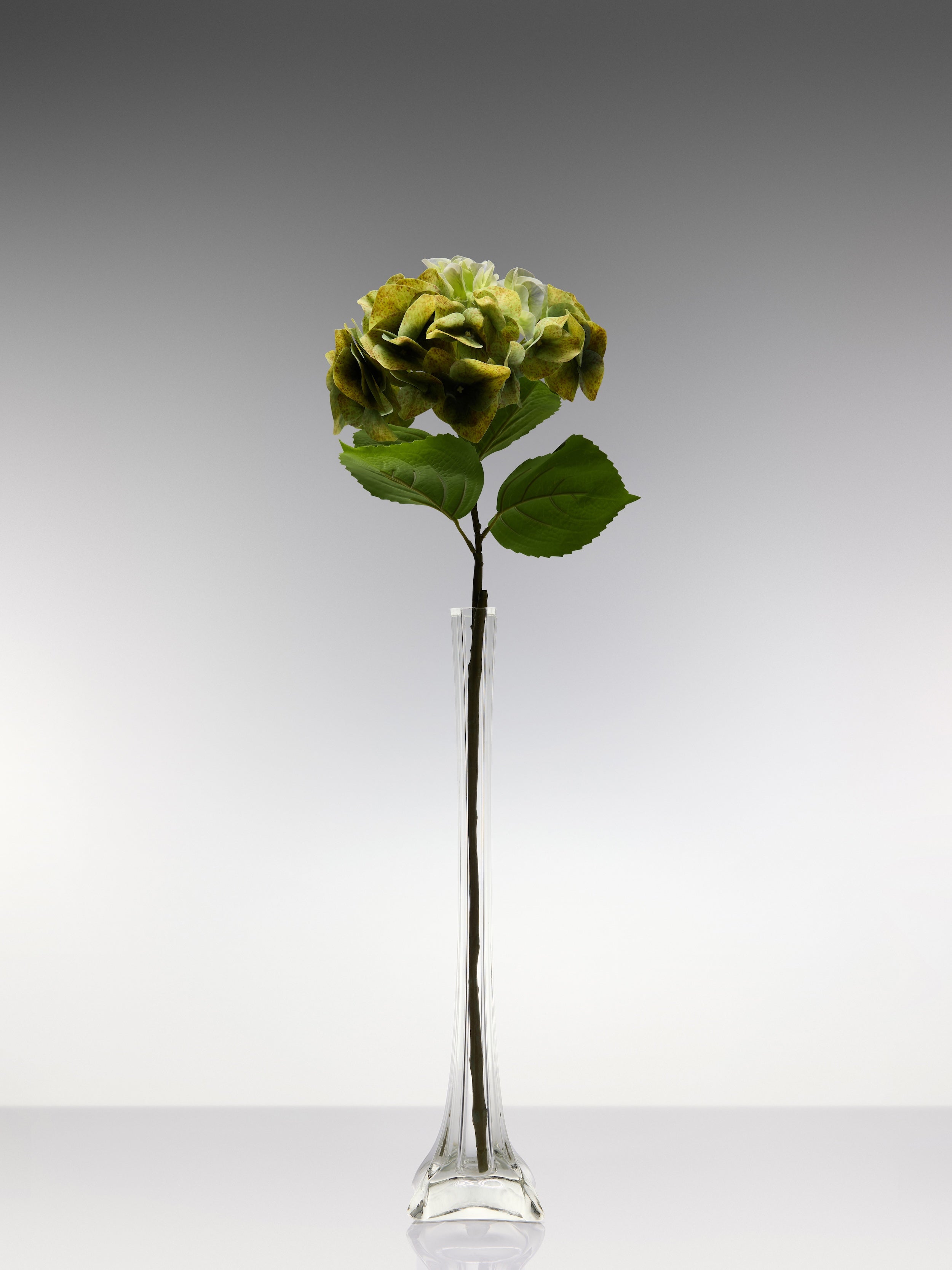 Olive Green Hydrangeas