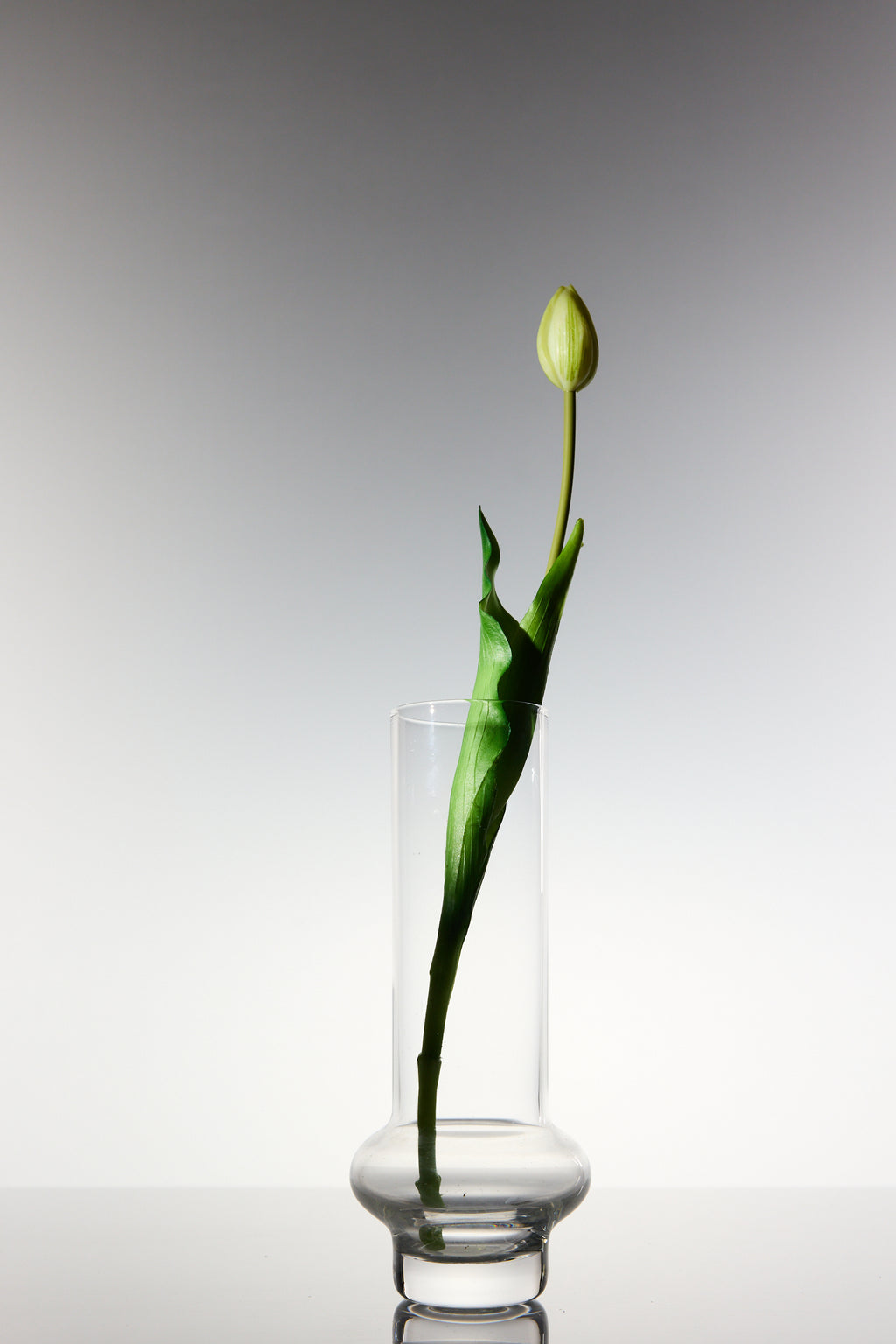 Tulips - White Long Stem