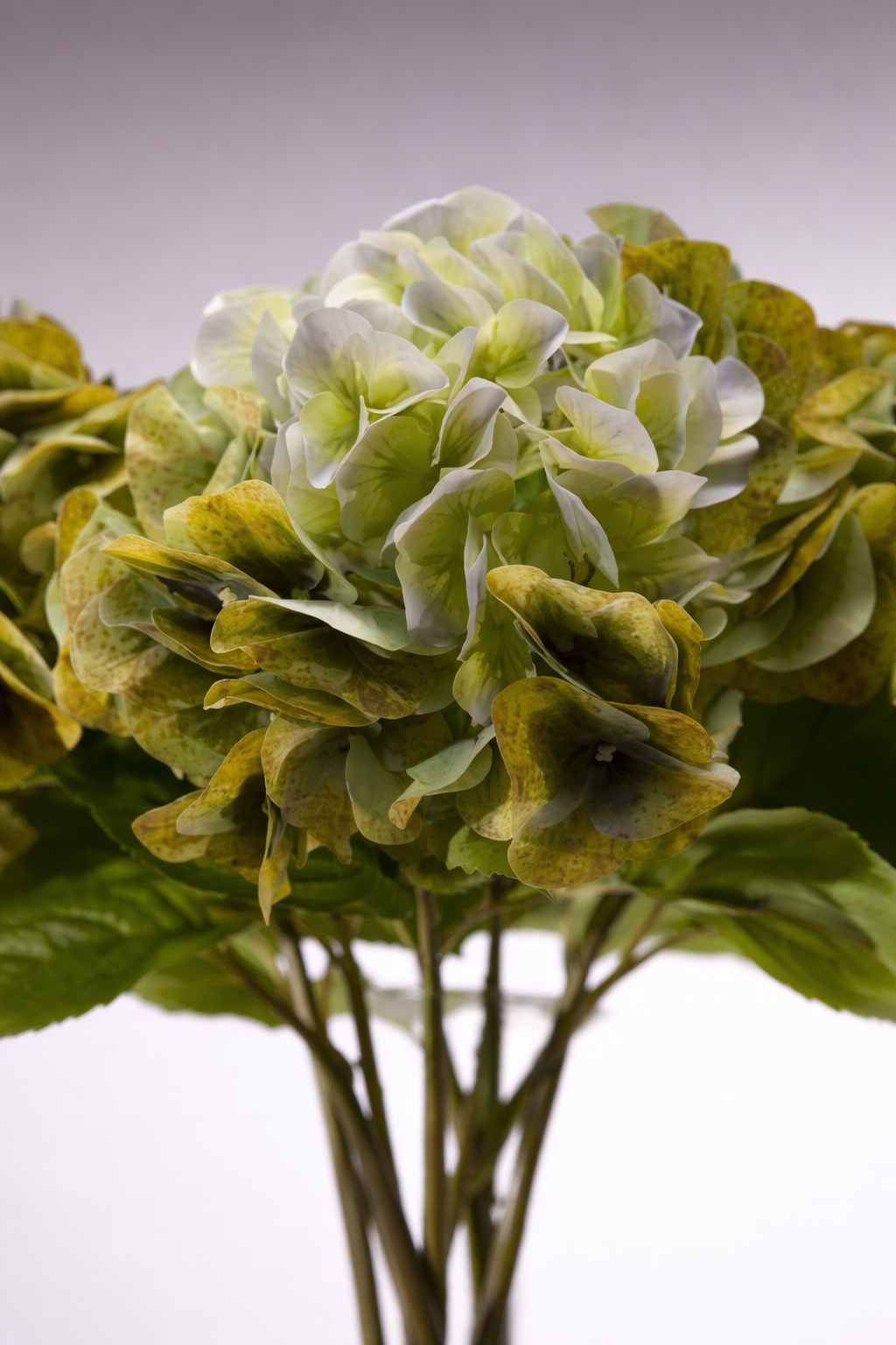 Olive Green Hydrangeas